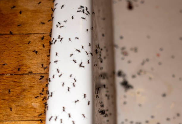 Best Pest Prevention Services  in Goulds, FL